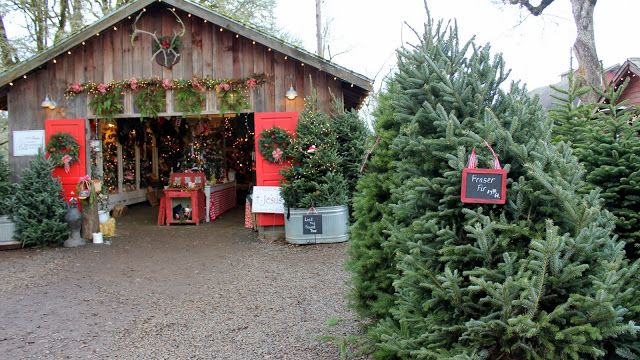 christmas trees are lined up in front of a barn