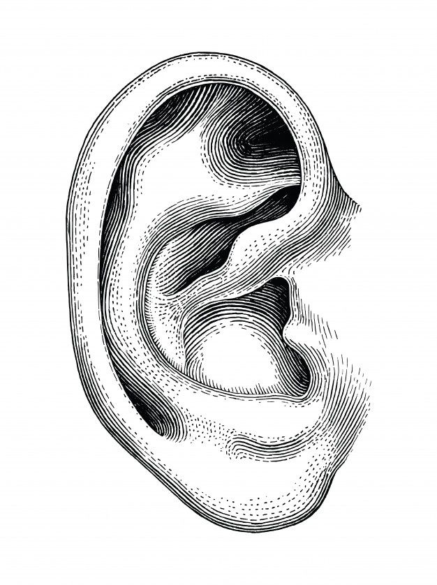 an ear in the shape of a human head, vintage engraved engraving or woodcut