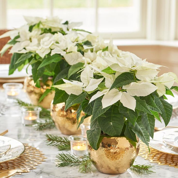 white poinsettias in gold vases on a table with greenery and candles