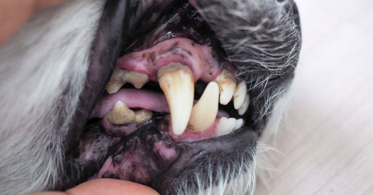 a dog's teeth are being examined by someone