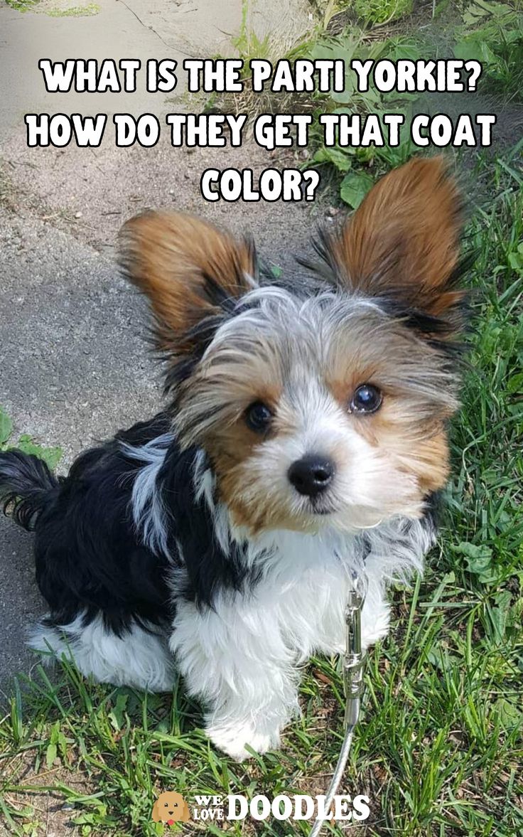 a small dog sitting in the grass with its tongue out and captioning, what is the part yorkie? how do they get that coat color?