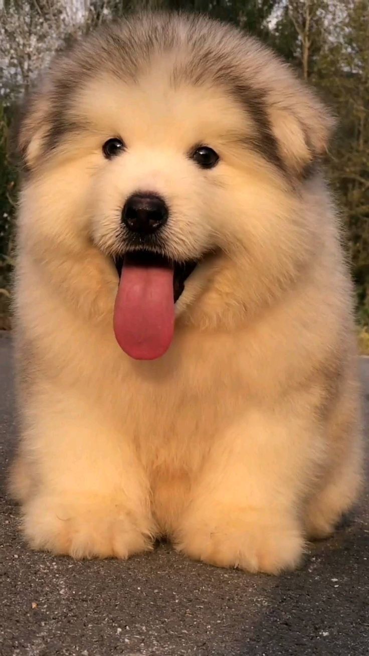 a fluffy dog with its tongue hanging out sitting on the ground in front of some trees