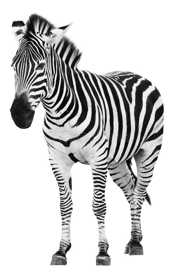 a black and white photo of a zebra standing in front of a white background stock photo