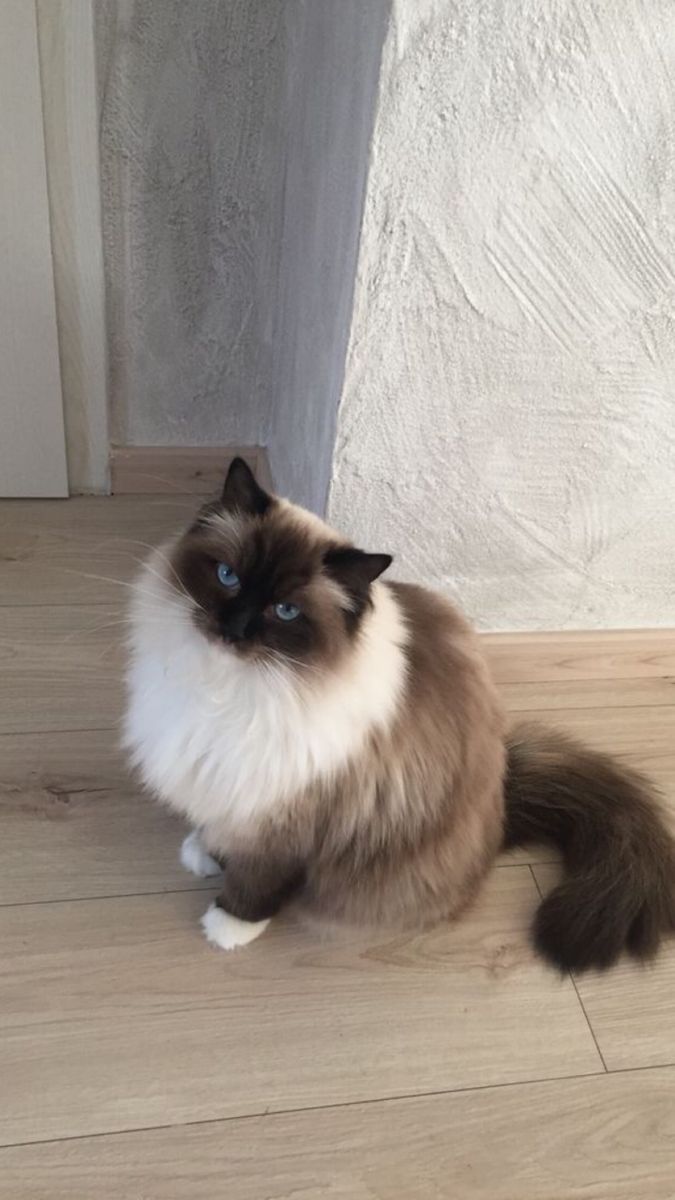 a brown and white cat sitting on top of a hard wood floor next to a door