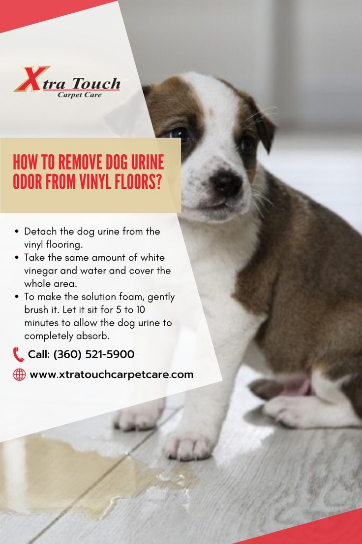 Pet Odor & Stain Removal Cleaning Dog Pee, Cleaning Pet Urine, Pet Urine Smell, Dog Pee Smell, Pee Stains, Pee Smell, Urine Odor, Urine Smells, Pet Smell