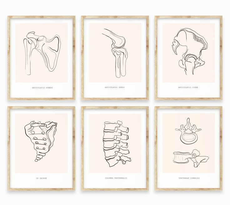 four framed drawings of different types of bones