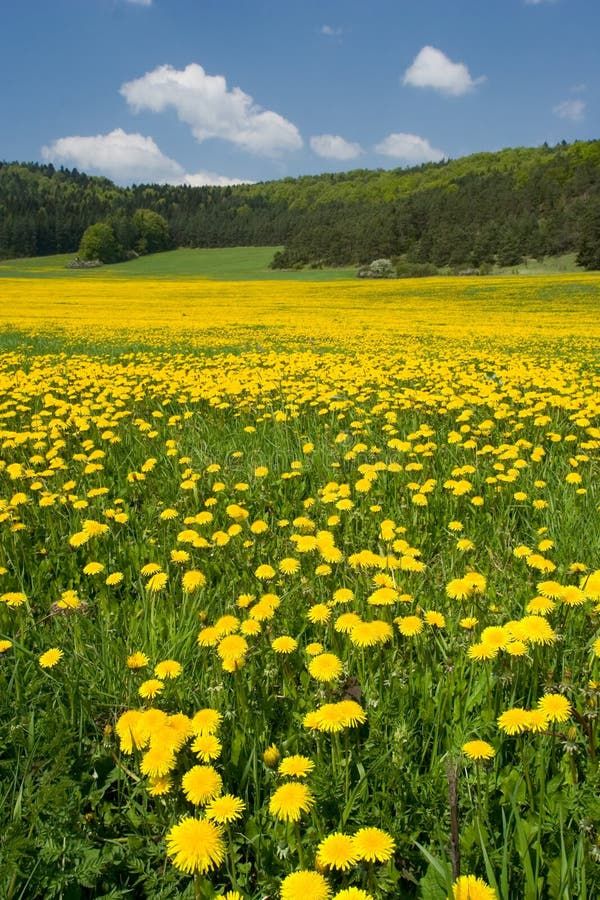 a field full of yellow dandelions under a blue sky with trees in the background