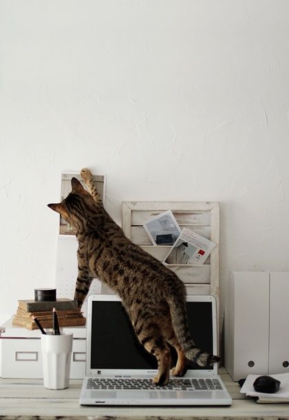 a cat standing on top of a laptop computer next to a wall with the words, that is not my best picture please take it down?