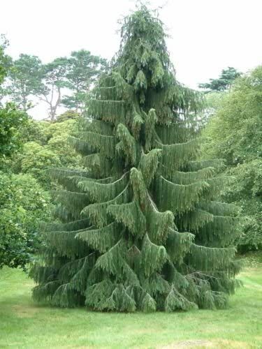 a very tall pine tree sitting in the middle of a lush green park filled with lots of trees