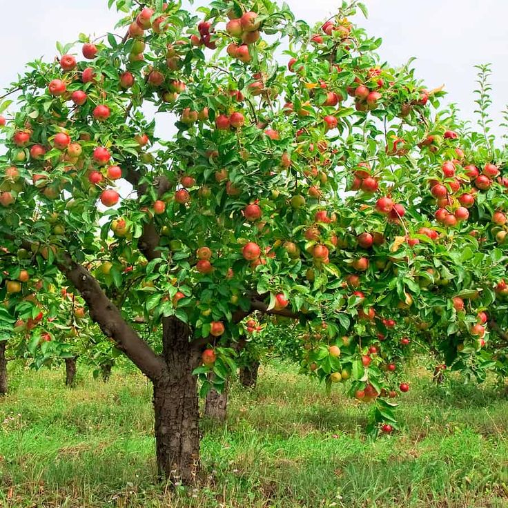 an apple tree with lots of fruit growing on it's branches in the grass