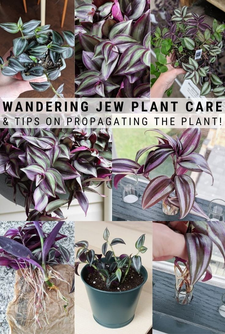 purple and green plants with the words wandering jew plant care tips on propagating the plant