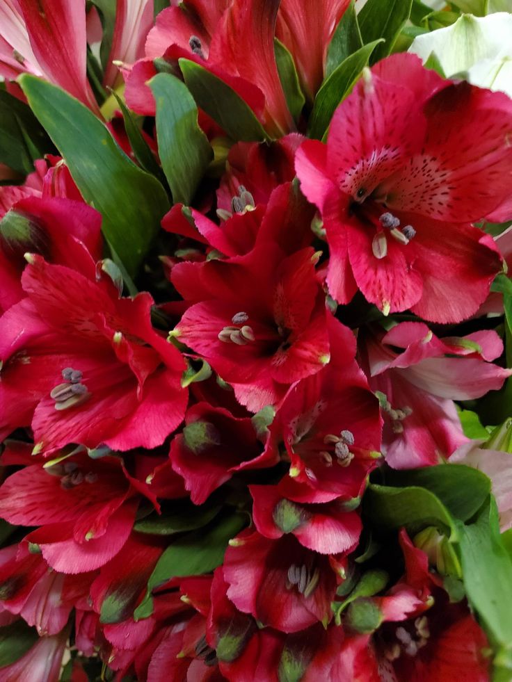 a bouquet of red flowers with green leaves in the middle and pink petals on top