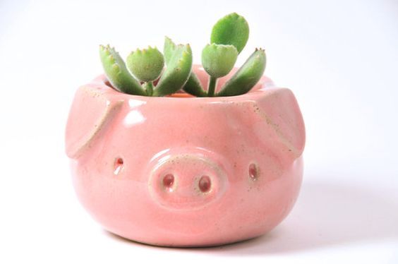 a pink pig planter with succulents in it