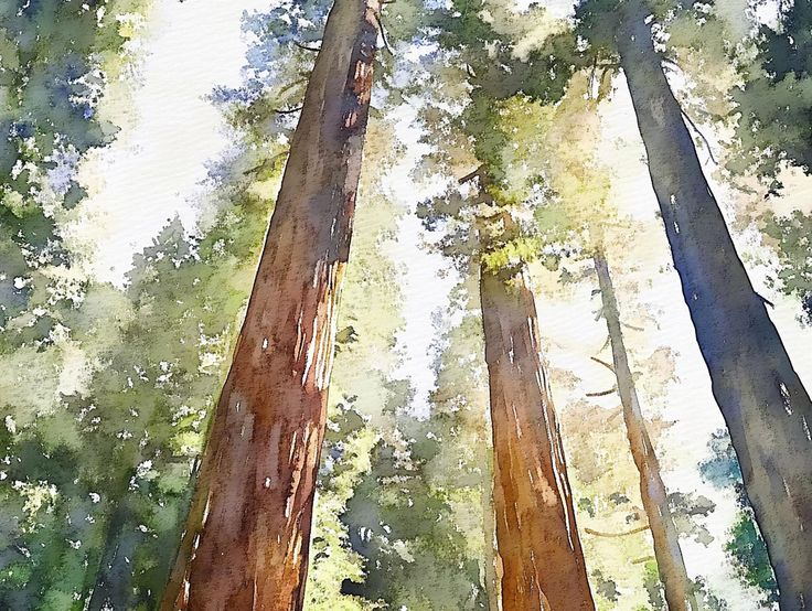 watercolor painting of trees in the forest