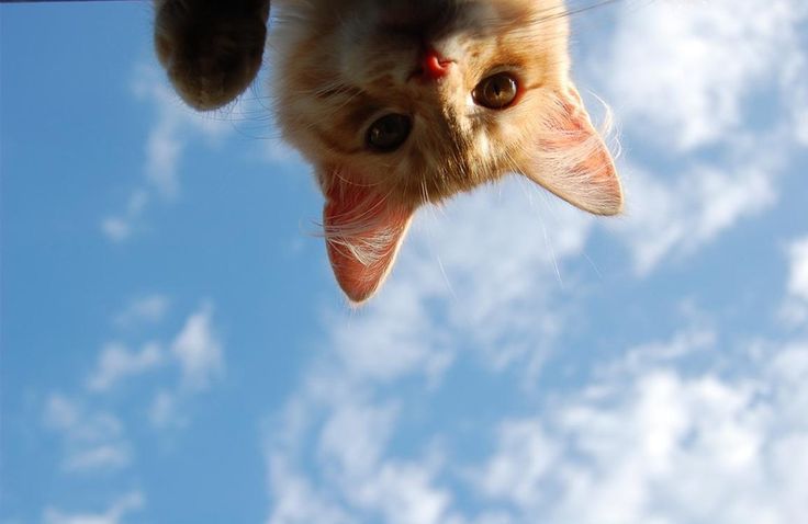 a dog is looking up at the sky with its mouth open and his tongue hanging out