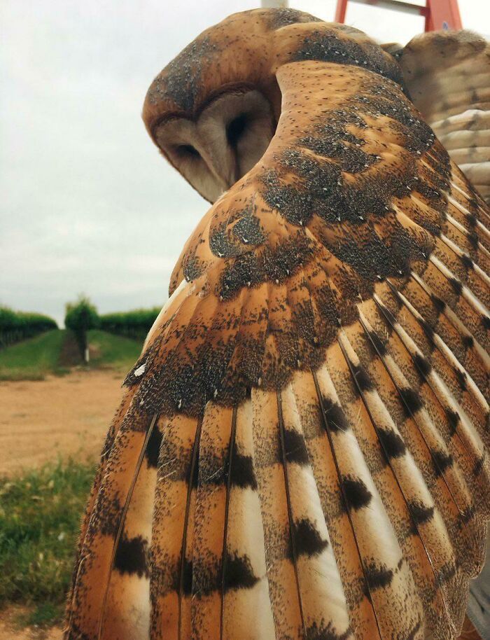 an owl that is sitting in the dirt