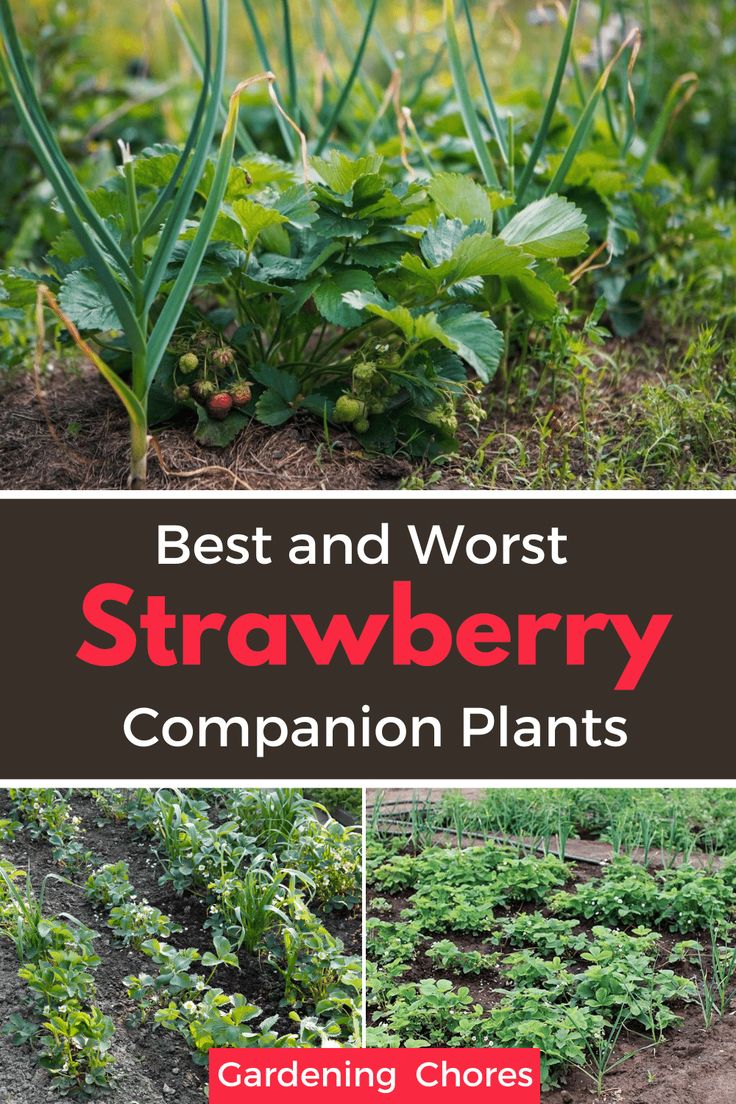 The Best and Worst Strawberry Companion Plants Diy Strawberry Plant Collars, Strawberry Ideas Garden, Planting Strawberries In A Garden, Transplanting Strawberry Plants, Companion Plant For Strawberries, Strawberry Plant Companion, Strawberry Garden Ideas Raised Beds, Strawberries Companion Planting, Strawberry Raised Bed