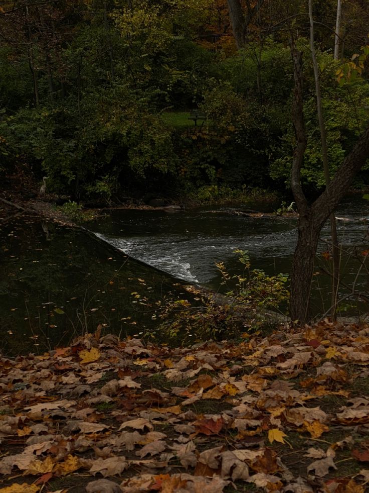 River, Leaf’s, Fall, Trees, Woods, Park Halloween Woods Aesthetic, Dark Academia Woods Aesthetic, Forest Woods Aesthetic, Nature Dark Academia, Dark Academia Outdoors, Dark Quiet Aesthetic, Emily Fall Core, Dark Academia Woods, Wood Asthetic Picture