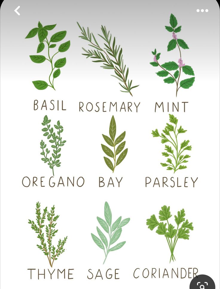 the different types of herbs are shown in this graphic style, including basil rosemary mint oregano bay parsley thyme sage criander