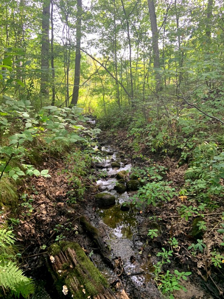 a small stream running through a lush green forest