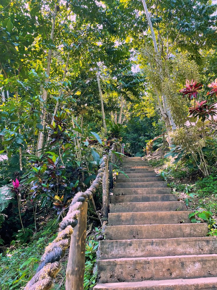 a set of stairs leading up to the top of a tree covered hill in tropical forest