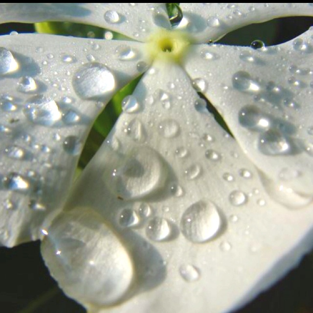 water droplets are on the petals of a white flower