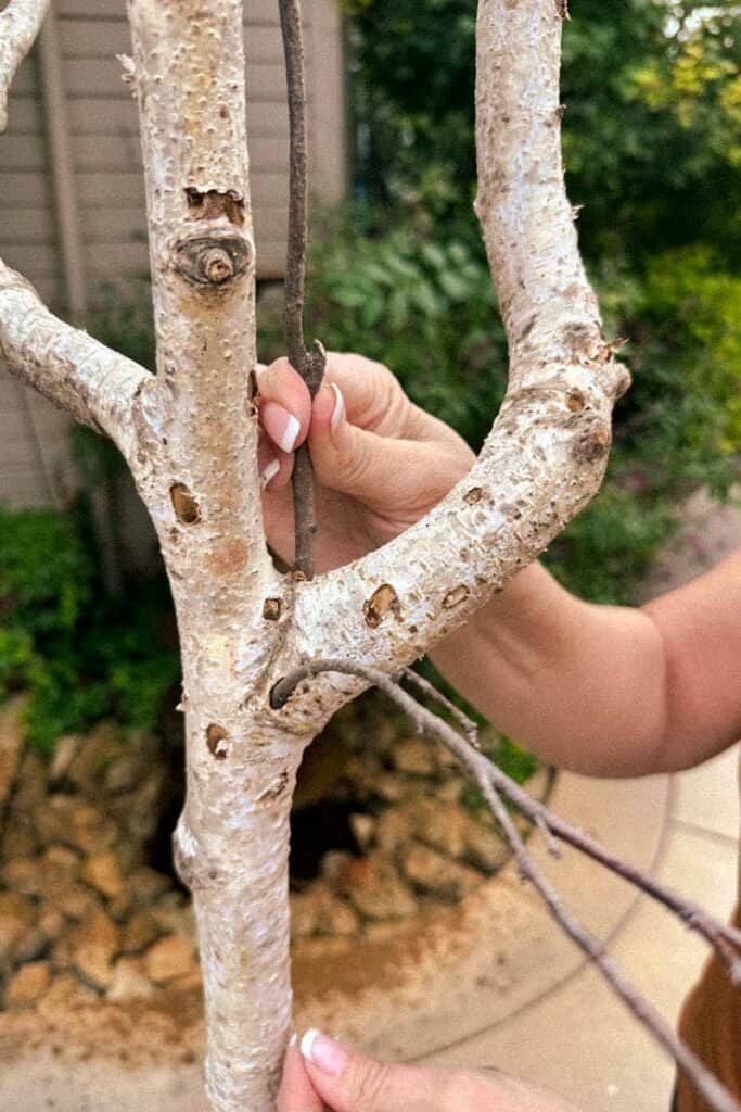 someone is trimming the branches of a white tree with scissors and tape on it