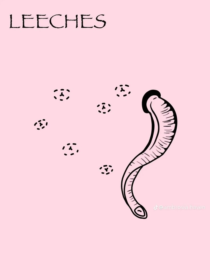 a drawing of a worm on a pink background with the words leeches above it