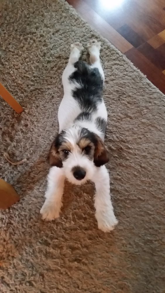 a small black and white dog laying on the floor