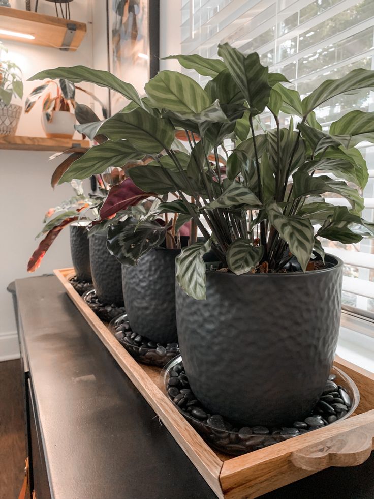 three potted plants sitting on top of a wooden tray