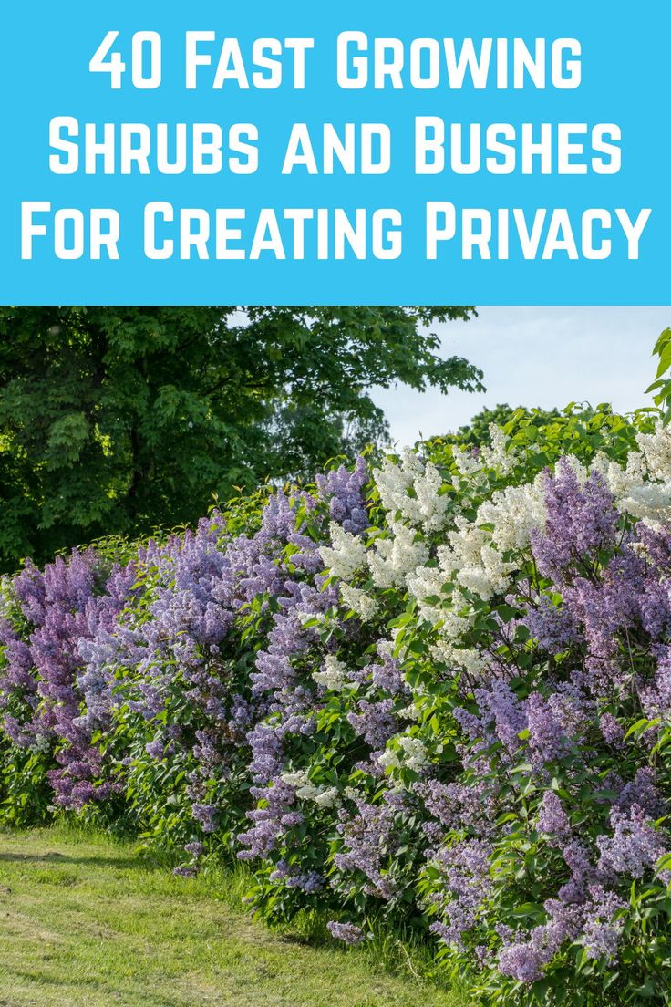 purple and white flowers in the grass with text overlay reading 40 fast growing shrubs and bushes for creating privacy