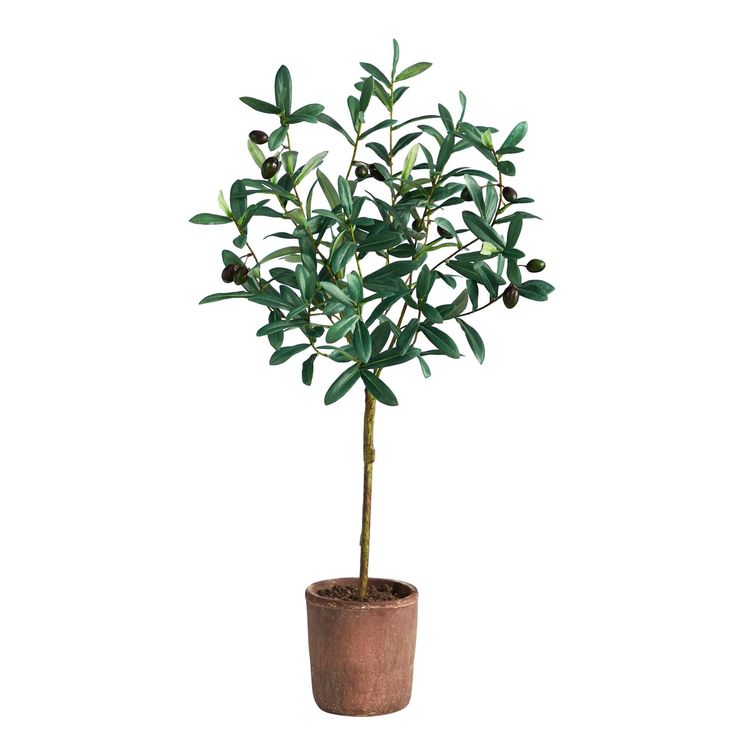 an olive tree in a pot on a white background