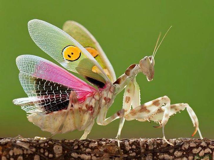 a close up of a insect on a branch