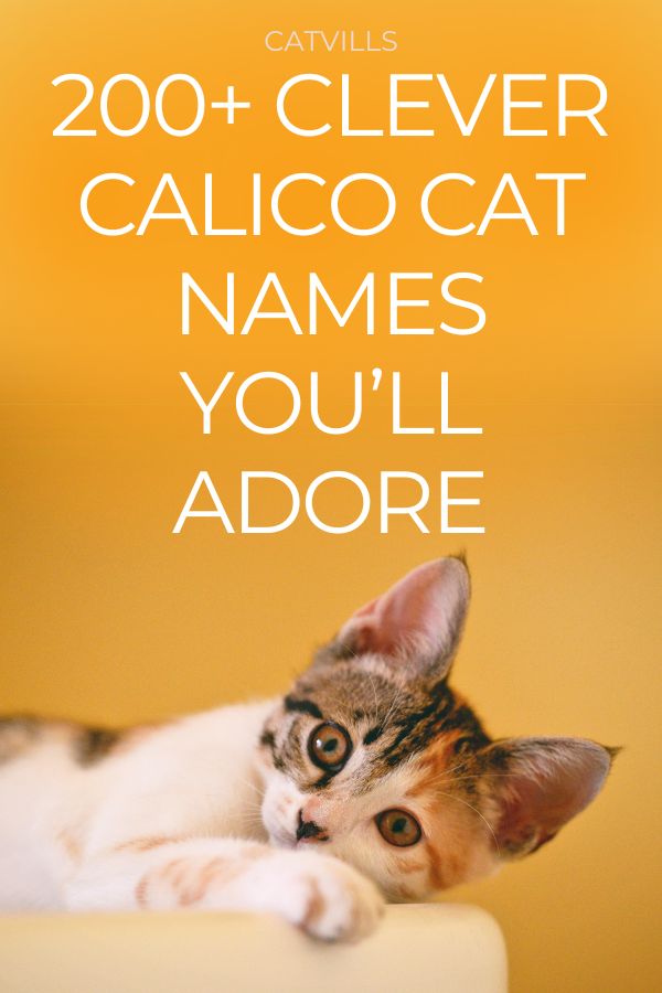 a cat laying on top of a white table next to a yellow background with the words, 200 + clever calico cat names you'll adore