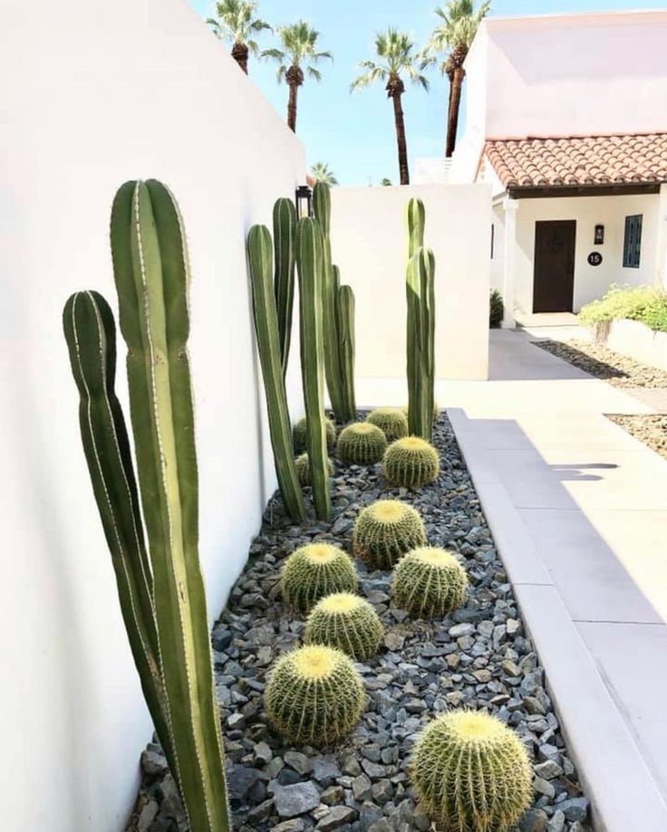 cactus garden with rocks and gravel in front of a white wall