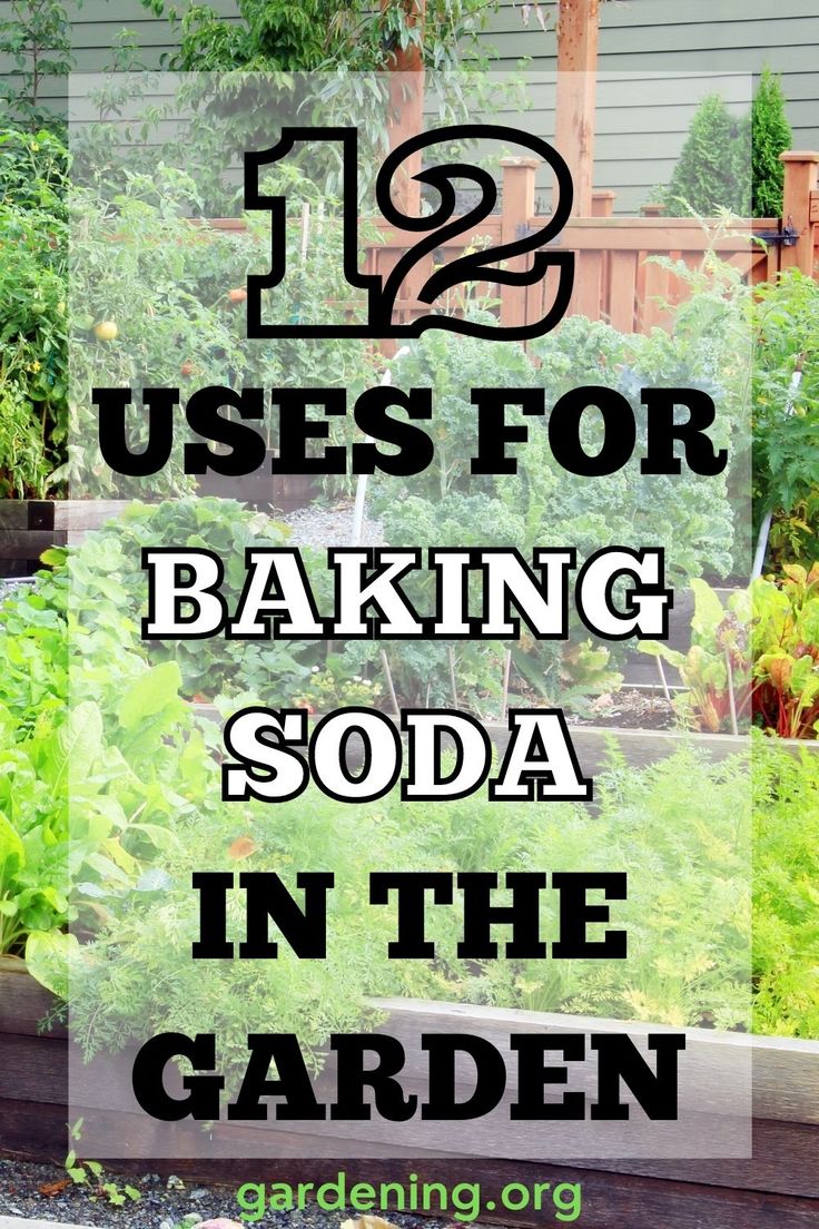 a garden with the words 12 uses for baking soda in the garden on top of it