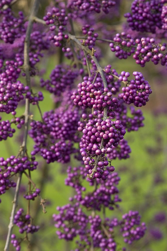 purple flowers are blooming in the field