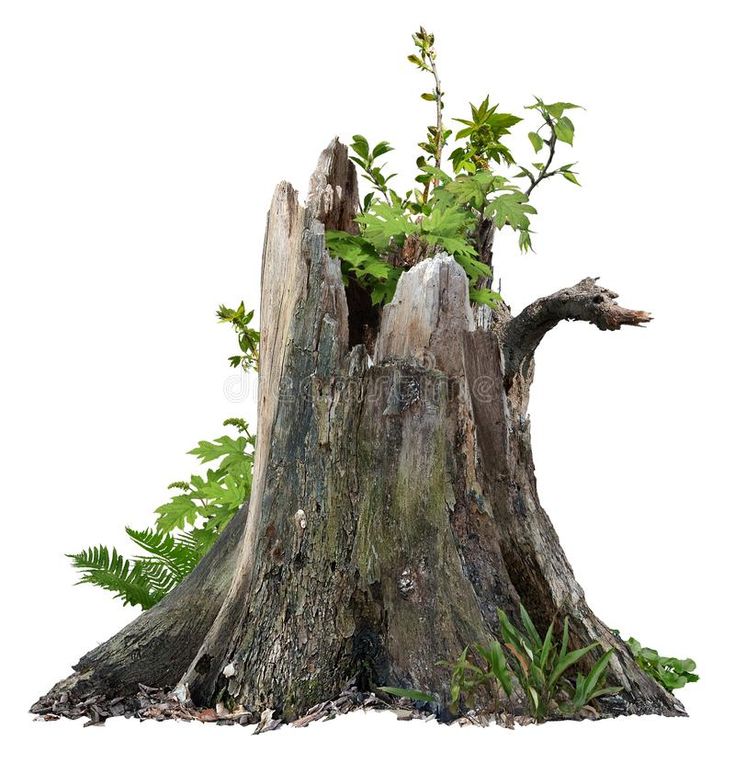 an old tree stump with green plants growing out of it on a white back ground