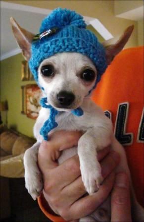 a small white dog wearing a blue knitted hat and holding it's owner