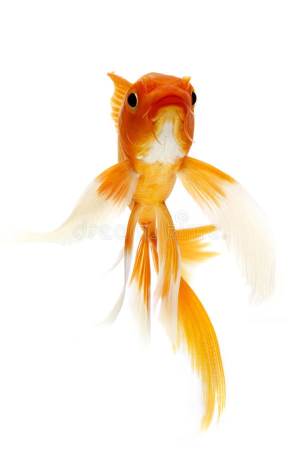 an orange and white goldfish swimming in the water royalty image - free stock photo