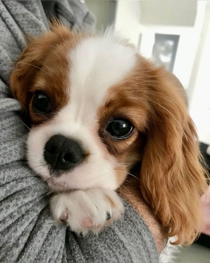 a small brown and white dog sitting on top of a person's arm