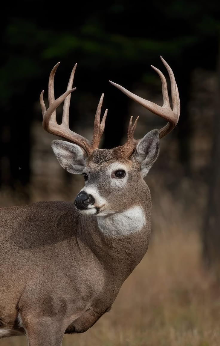 a close up of a deer with antlers on it's head