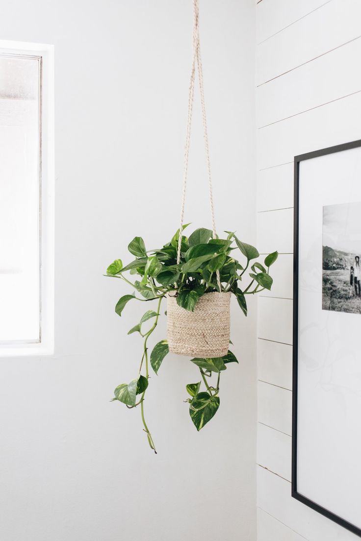 a potted plant hanging from a rope in a white room next to a framed photograph