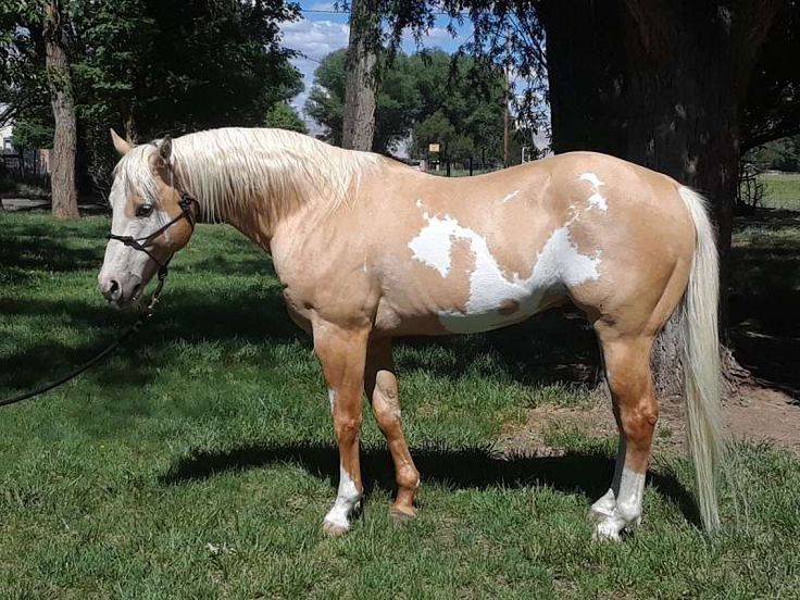 a brown and white horse standing on top of a lush green field next to a tree