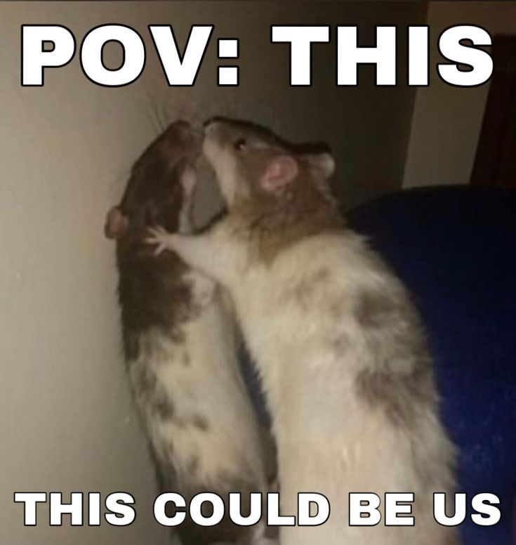 a ferret that is standing on its hind legs with the caption pov this this could be us