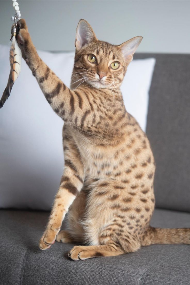 a cat sitting on top of a couch holding an object in it's paws