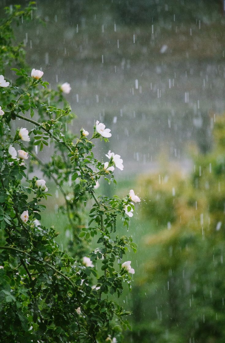 white flowers are blooming in the rain