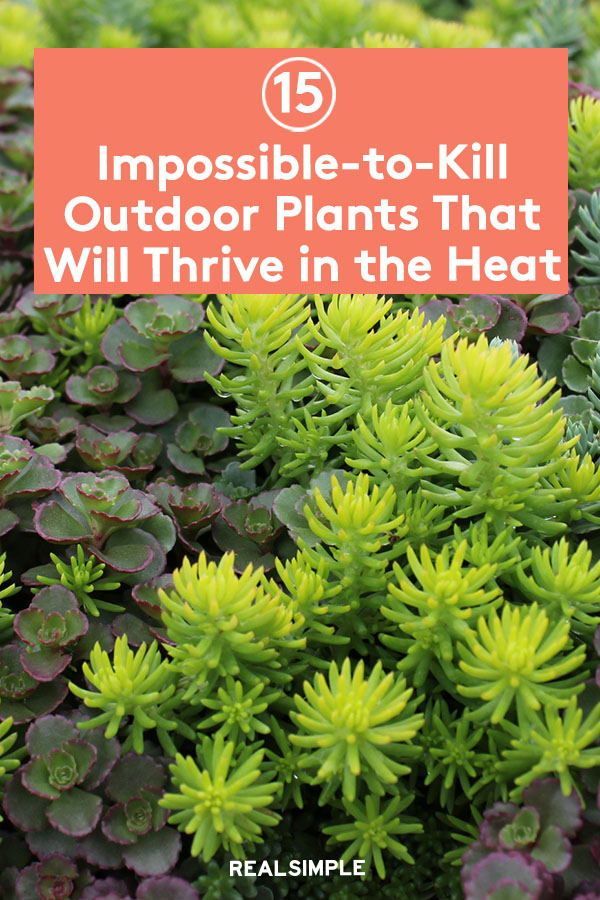 green plants with the words, impossible to kill outdoor plants that will thrive in the heat