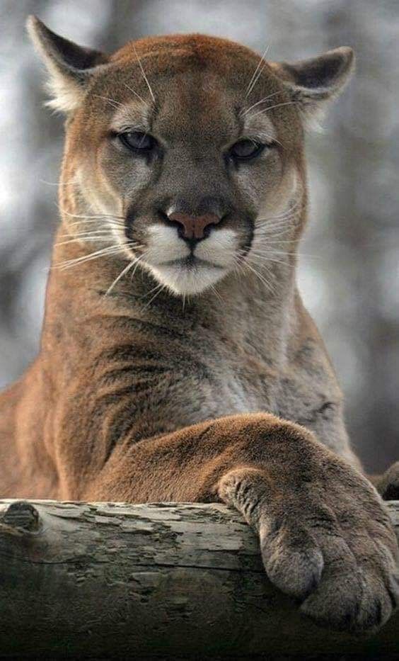 a close up of a mountain lion on a log