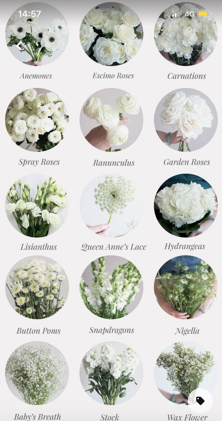 the different types of flowers are shown in this image, including white roses and green leaves